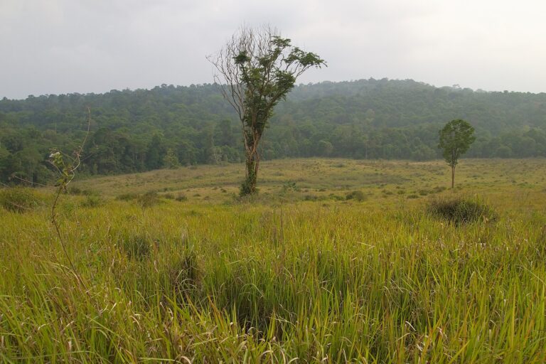 Rolling tropical grasslands with forest-covered hills in Khao Yai