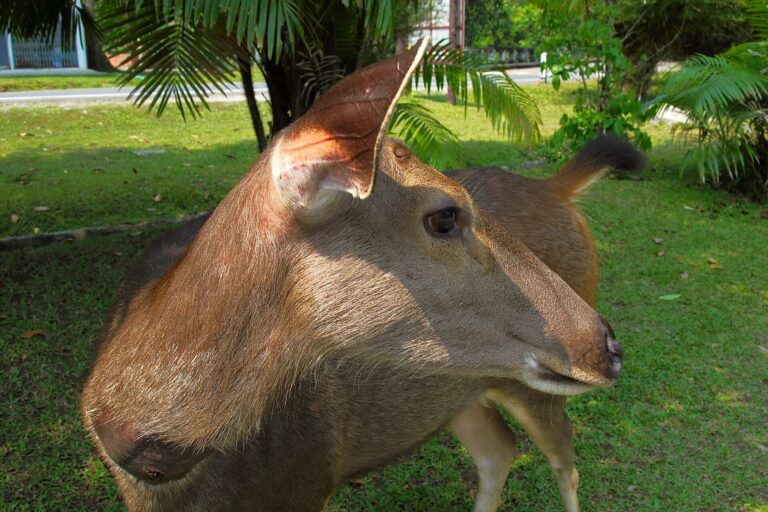 Sambar deer standing in the grass in Khao Yai National Park
